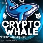 Crypto Whale ltd